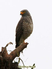 Roadside-Hawk_Buteo-magnirostris