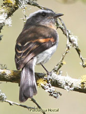 Rufous-breasted Chat-Tyrant