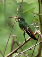 Rufous Hummingbird