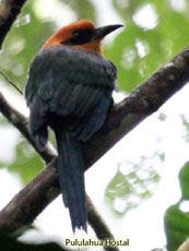 Rufous Motmot