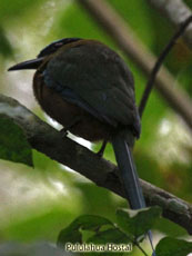 Rufous Motmot