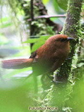 Rufous Wren_Cinnycerthia unirufa