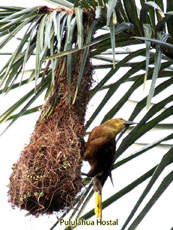 Russet-backed Oropendola