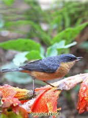 Rusty Flowerpiercer