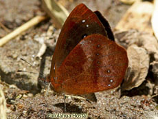 Satyrinae-Lymanapoda obsoleta-White dusted satyr