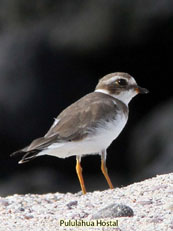 Semipalmated Plover