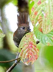 Slaty Spinetail