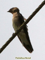 Southern Rough-winged Swallow