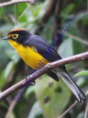 Specktacled Whitestart