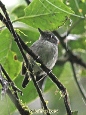 Spot-crowned Atnvireo