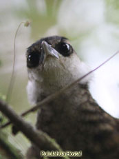 Streaked Tuftedcheek