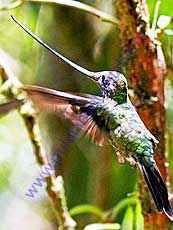 Sword-billed_Hummingbird