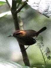 Tawny-faced Gnatwren