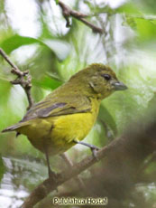 Thick-billed Euphonia