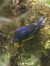 Orange-bellied Euphonia