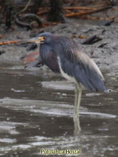 Tricolored Heron