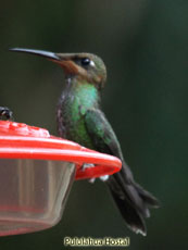 Violet-fronted Brillant