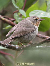 Warbler Finch_Certidea olivacea