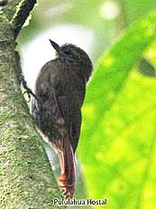 Wedge-billed Woodcreeper