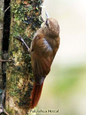 Wedge-billed Woodcreeper_Glyphorynchus spirurus