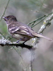 White-crested-Elaenia