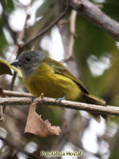 White-shouldered Tanager