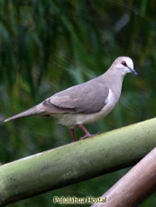 Pallid  Dove