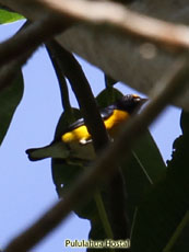 White-vented euphonia