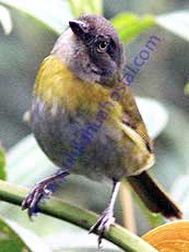 Common Bush-Tanager